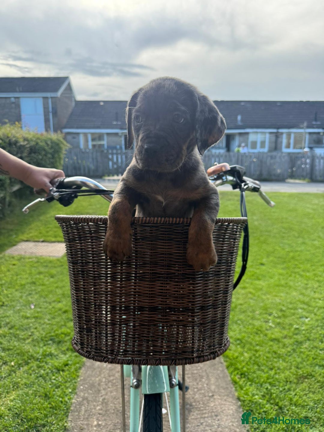 Cane Corso dogs for sale: Cane corsos 2 weeks left  in Cramlington - Image 16