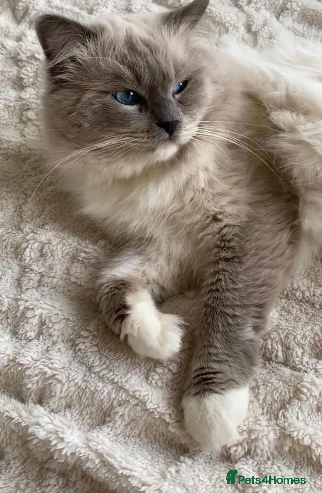 Ragdoll cats for sale: GCCF CHAMPION BLOODLINE RAGDOLL KITTENS 🥇🏅 - Advert 9
