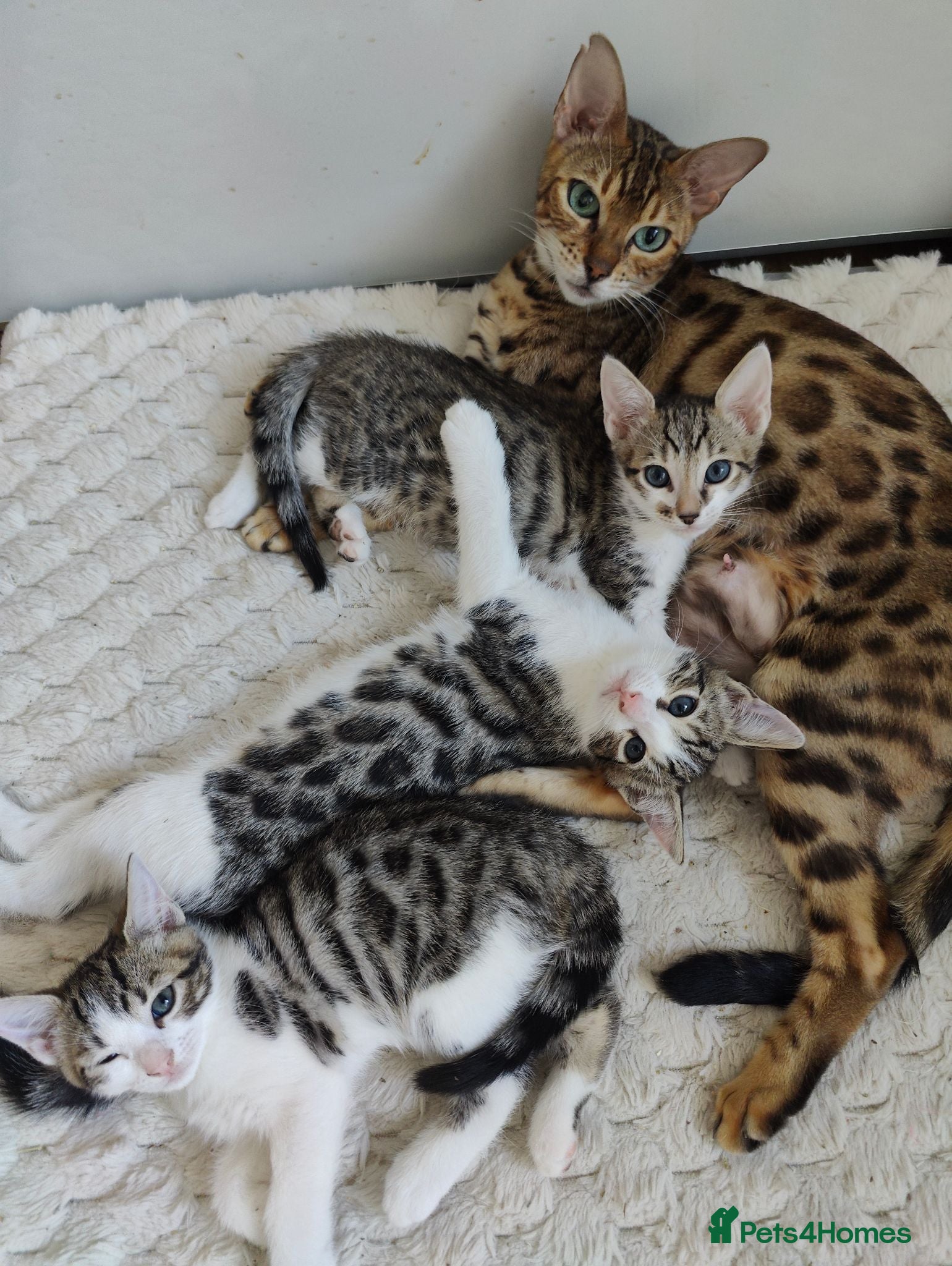 Mixed Breed cats  Nice litter of four Bengal mix. - Advert 1