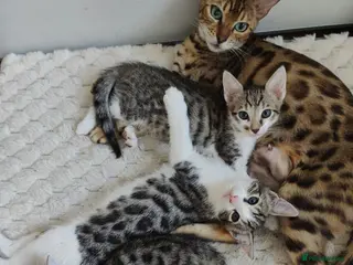 Mixed Breed cats Nice litter of four Bengal mix. - Advert 1