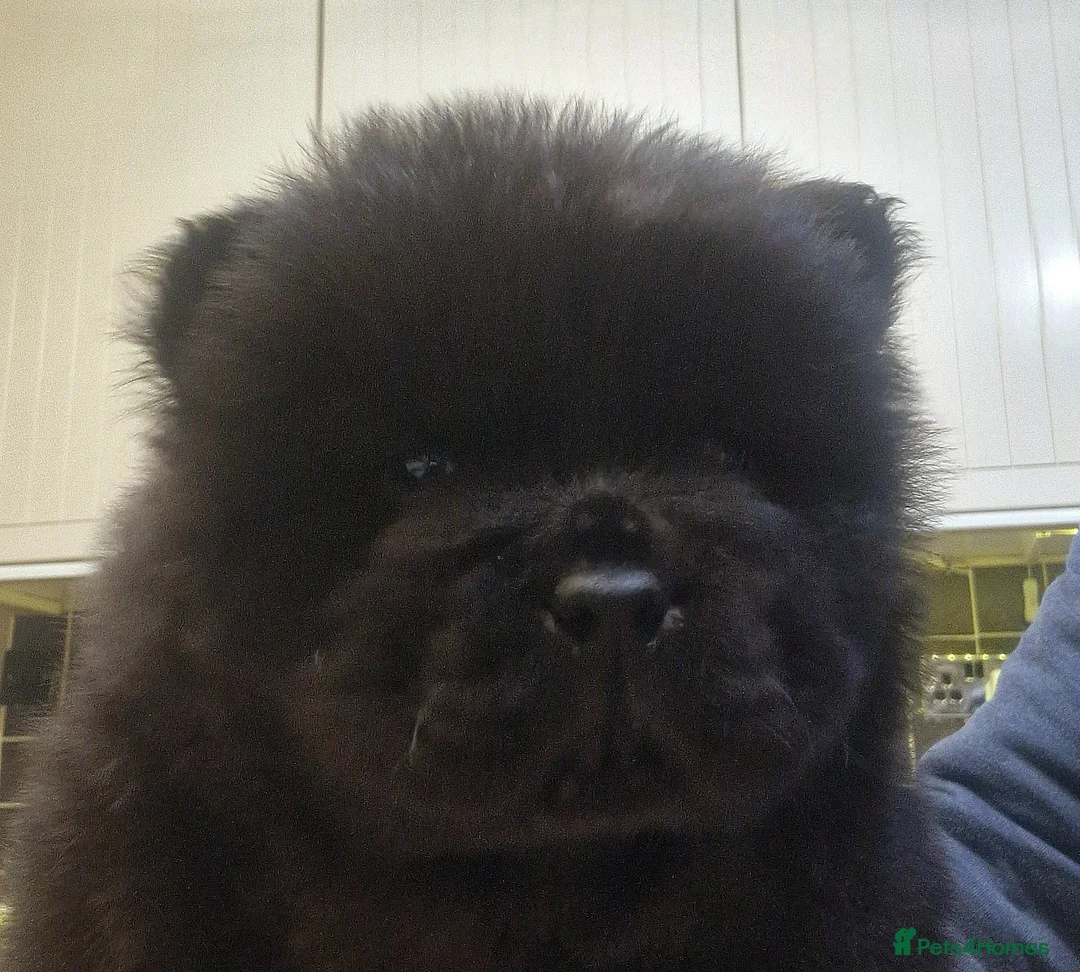 Chow Chow dogs for sale: Kc reg chow chow pups  - Advert 11