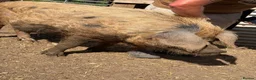 Pig livestock for sale: Oxford sandy and black Sow. - Advert 5