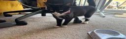 British Shorthair cats for sale: british shorthair tuxedo cat - Advert 1