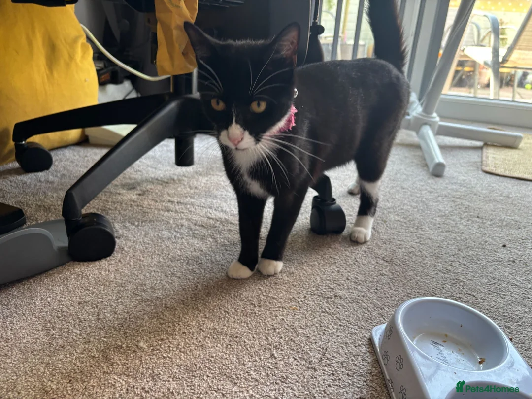 British Shorthair cats for sale: british shorthair tuxedo cat - Advert 1