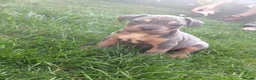 Mixed Breed dogs for sale: American bull cross old tyme  in Skegness - Advert 22