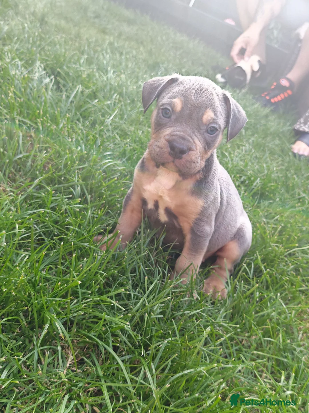 Mixed Breed dogs for sale: American bull cross old tyme  in Skegness - Advert 22