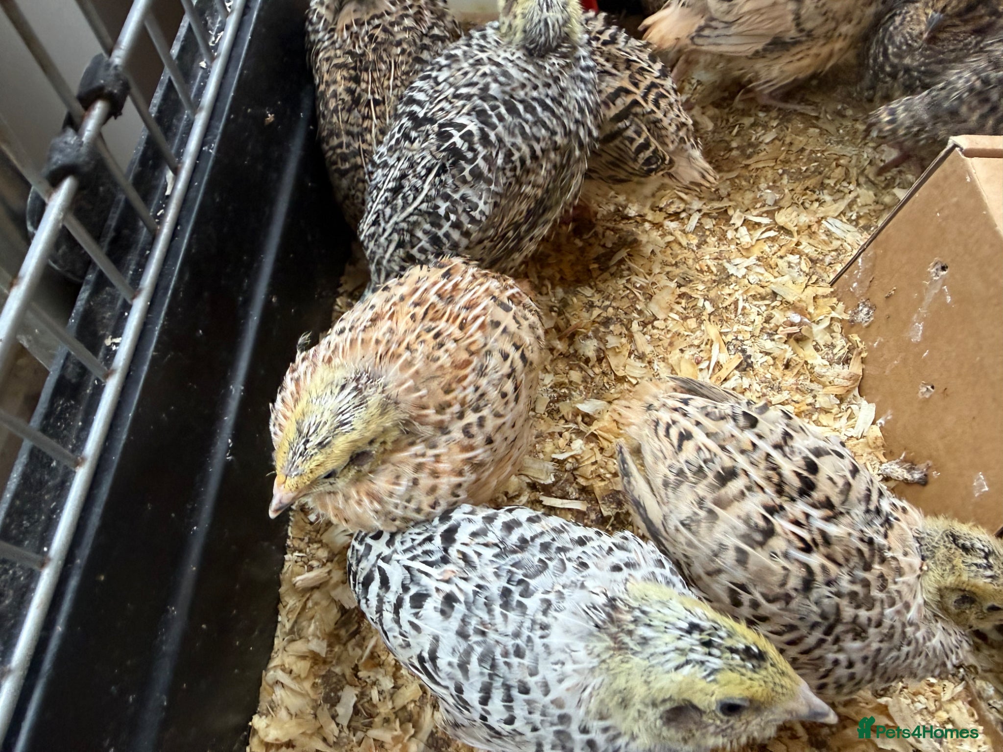 Quail poultry Jumbo Japanese Coturnix Quail  - Advert 1