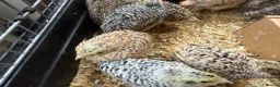Quail poultry for sale: Jumbo Japanese Coturnix Quail  - Advert 1