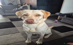 Labrador Retriever dogs for sale: Female - Image 1