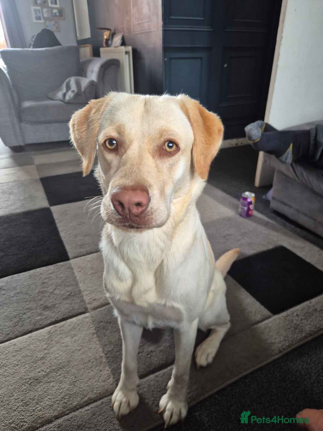 Labrador Retriever dogs for sale: Female - Image 1