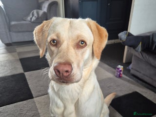 Labrador Retriever dogs - Advert 5