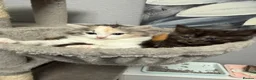 Mixed Breed cats for sale: Mixed Breed/Ragdoll Kittens for Sale  - Advert 10