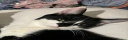 Domestic Shorthair cats for sale: 🐾 Loving Home Wanted for Our Cat 🐾 - Advert 2