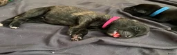 German Shepherd dogs for sale: beautiful shepkita puppies  - Advert 2