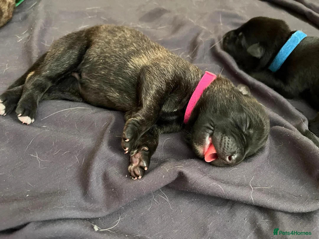 German Shepherd dogs for sale: beautiful shepkita puppies  - Advert 2
