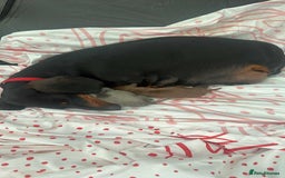 Dachshund dogs for sale: Outstanding dachshund puppies - Image 32