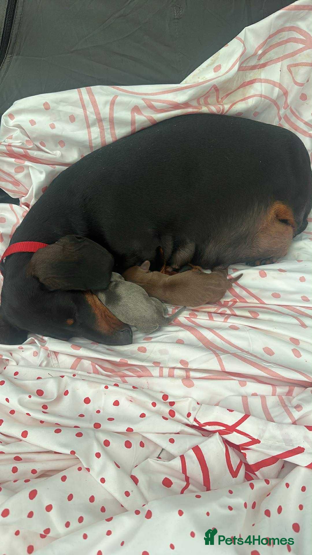 Dachshund dogs for sale: Outstanding dachshund puppies - Image 32