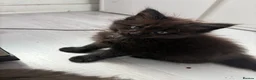 Maine Coon cats for sale: Fluffy Maine Coon Kittens - Advert 15