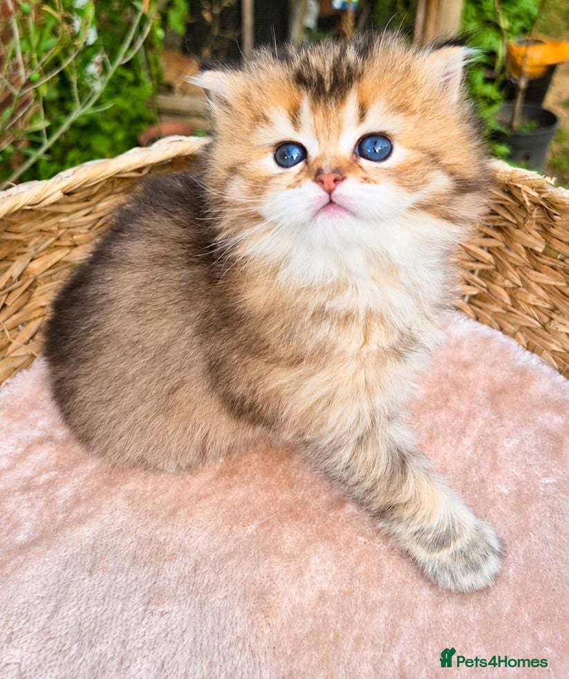 British Shorthair cats BLH & BSH sisters  - Advert 5