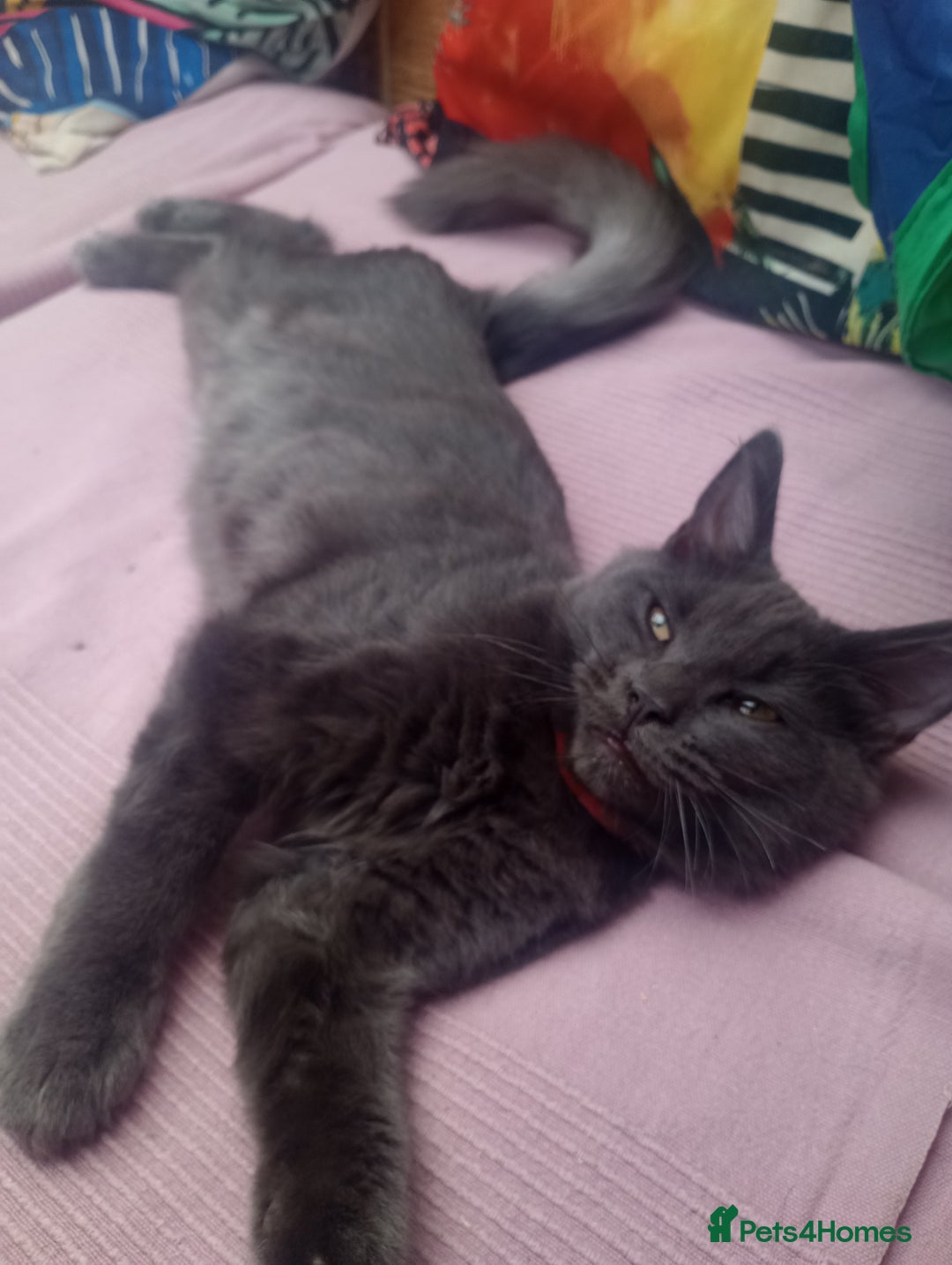 Maine Coon cats for sale: Maicoon  - Image 16