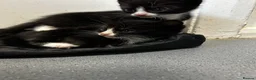 British Shorthair cats for sale: 3 Male Black / Black White Kittens in Brighton - Advert 4