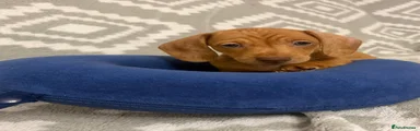 Milo