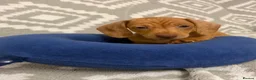 Miniature Dachshund dogs for sale: Beautiful Miniature Puppy Dachsung  - Advert 18
