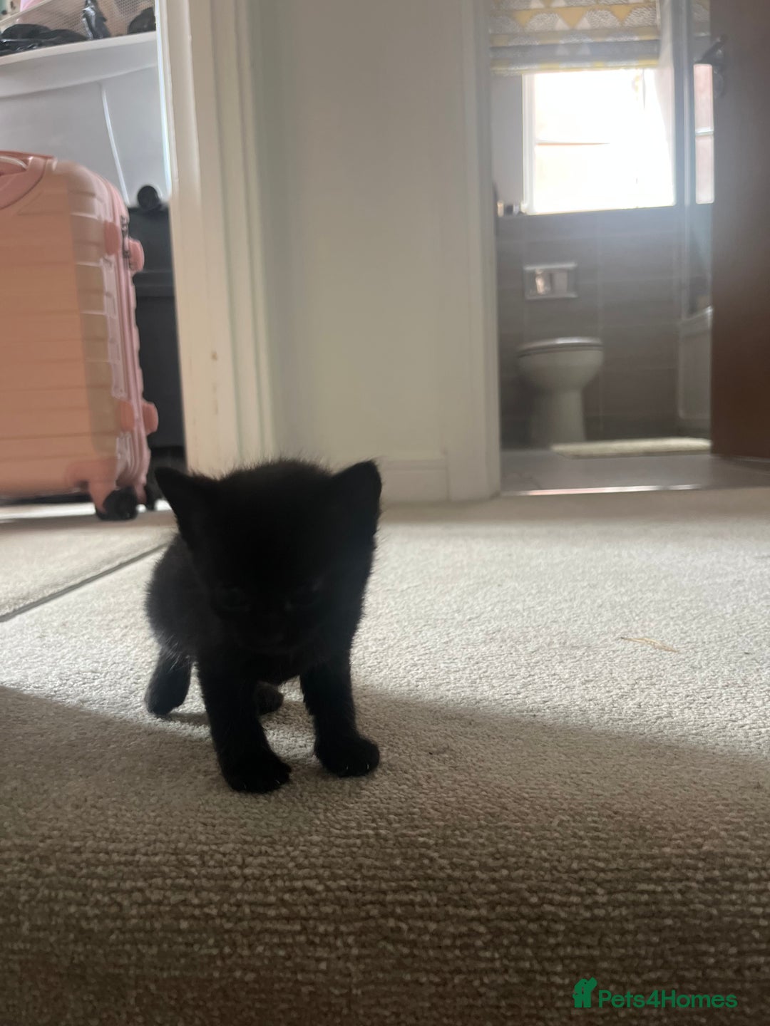 British Shorthair cats for sale: 3 black male kittens - Image 8