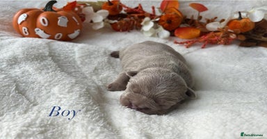 French Bulldog dogs - Advert 1