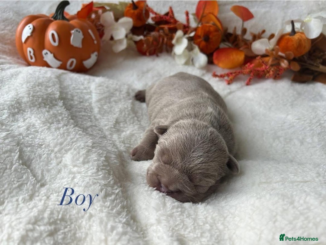 French Bulldog dogs for sale: Frenchie pups KC Registered  - Image 2