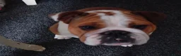 English Bulldog dogs for sale: KC registered beautiful English Bulldog puppies - Advert 5