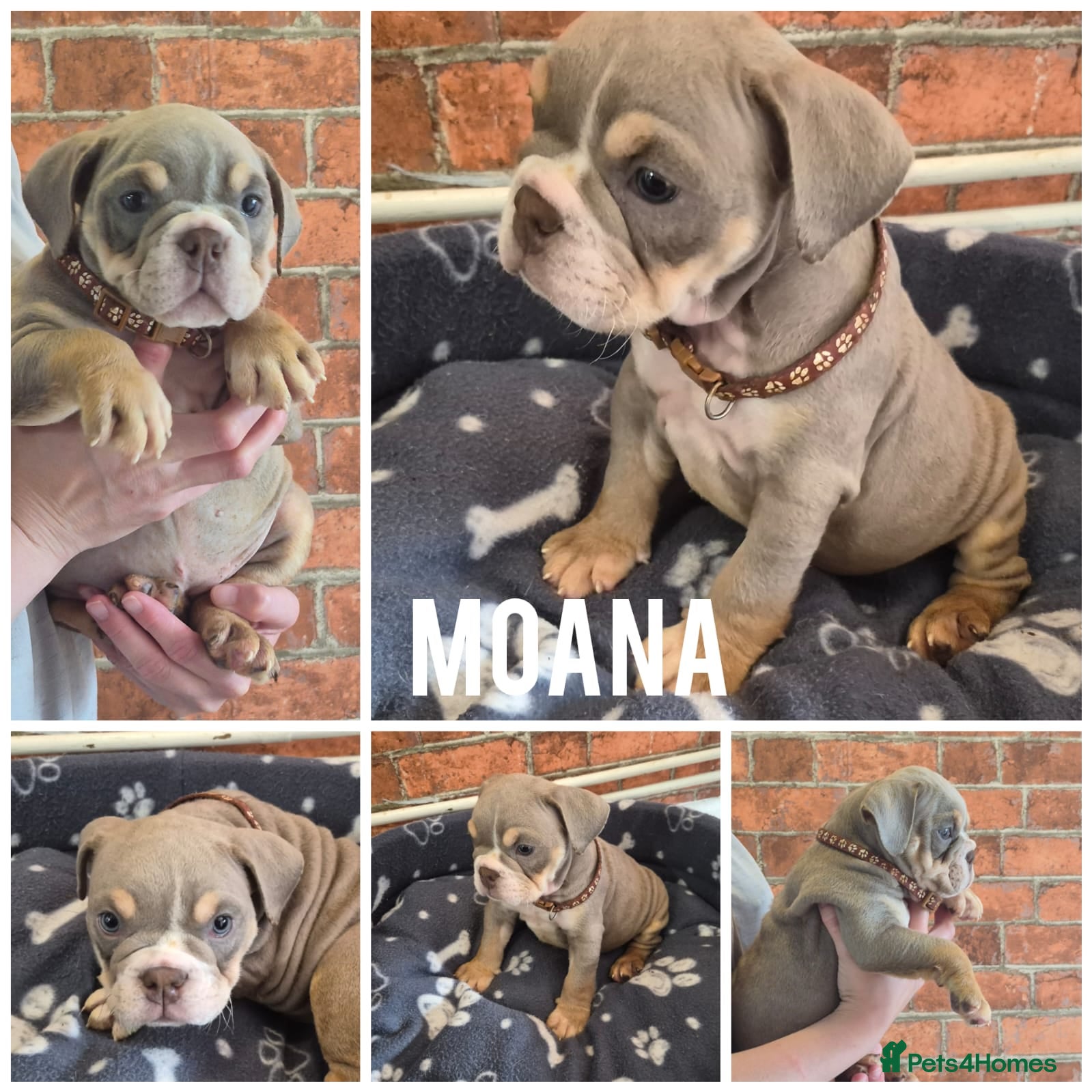English Bulldog dogs Here i have a beautiful litter of English Bulldogs - Advert 5