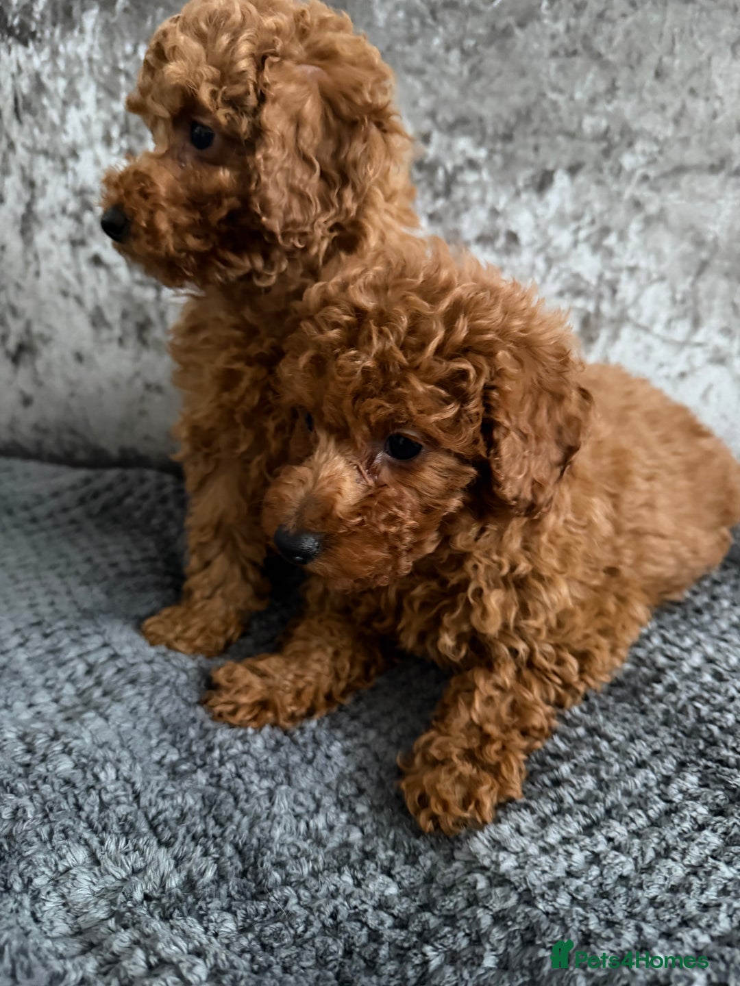 Toy Poodle dogs for sale: TOY POODLE PUPS   - Advert 2