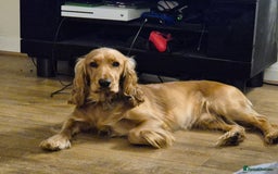 Mixed Breed dogs for sale: Cockerbull Puppies - Image 3