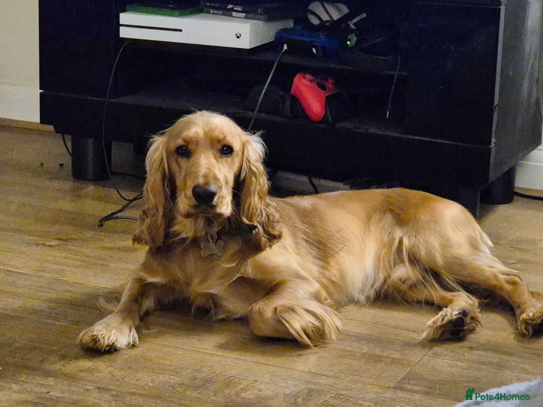 Mixed Breed dogs for sale: Cockerbull Puppies - Image 3