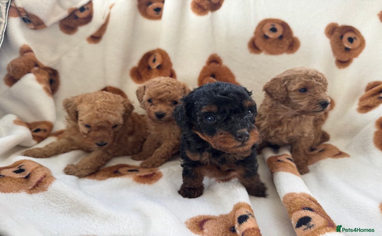 Toy Poodle dogs - Advert 7