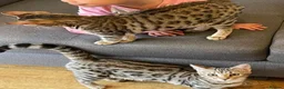 Bengal cats for sale: Beautiful Kittens ready for forever homes. - Advert 8