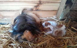 Guinea Pig rodents for sale: Guinea Pigs for New Homes  - Image 2