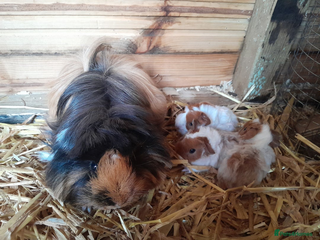 Guinea Pig rodents for sale: Guinea Pigs for New Homes  - Image 2