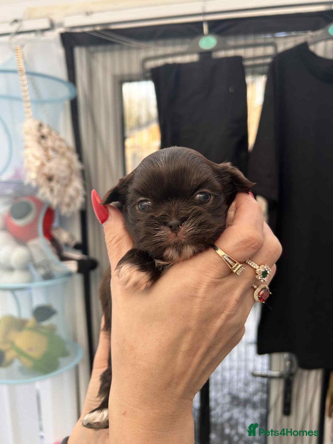 Shih Tzu dogs for sale: Full imperial Shih Tzu  - Advert 1