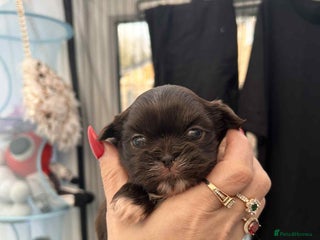 Shih Tzu dogs Full imperial Shih Tzu - Advert 2