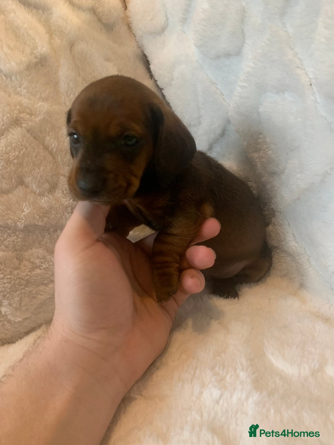Miniature Dachshund dogs for sale: Miniature dashound  - Advert 10