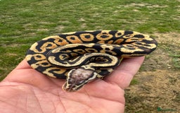 Python Snake reptiles for sale: Royal python hatchlings for sale  - Image 5