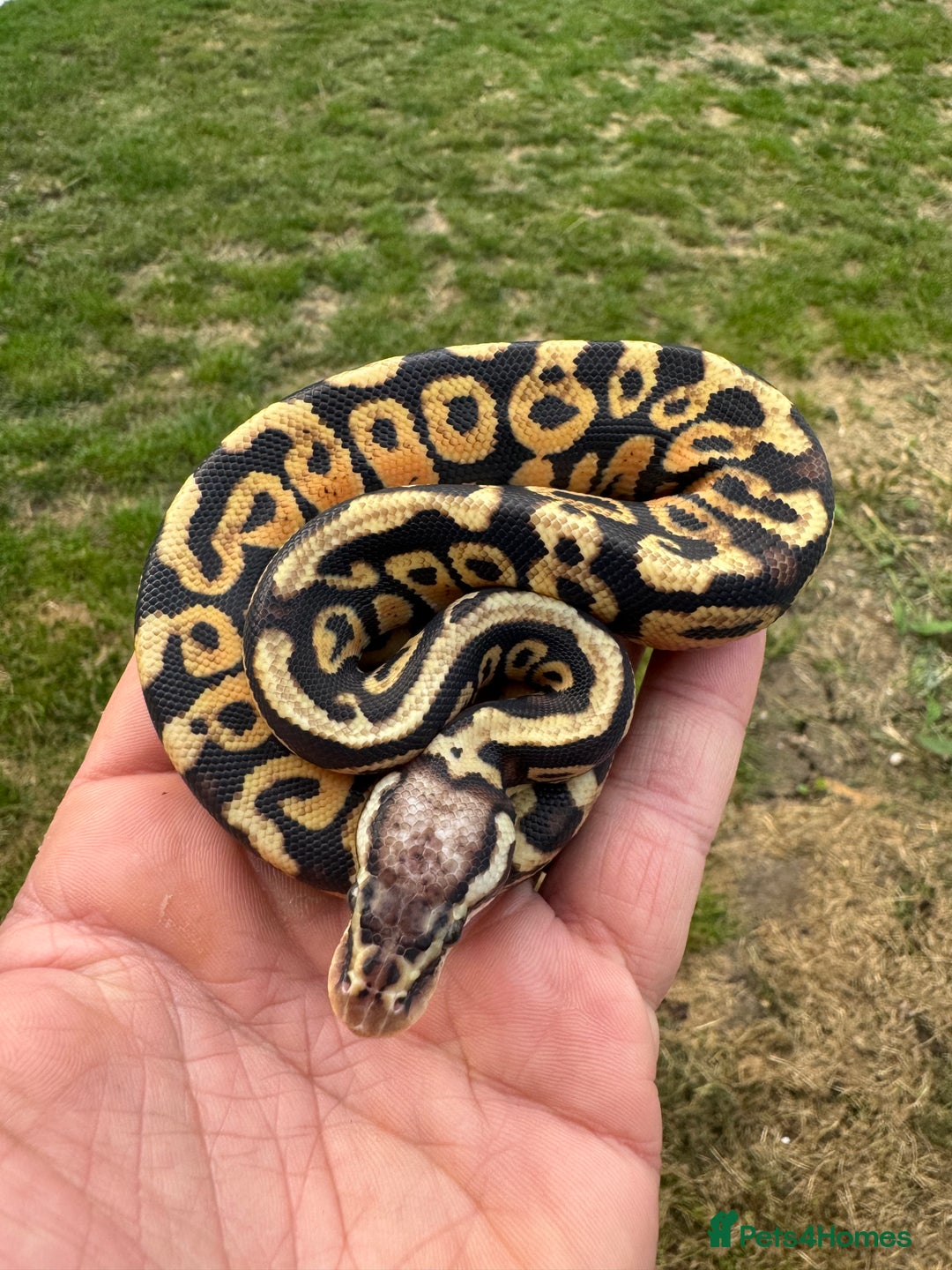 Python Snake reptiles for sale: Royal python hatchlings for sale  - Image 5