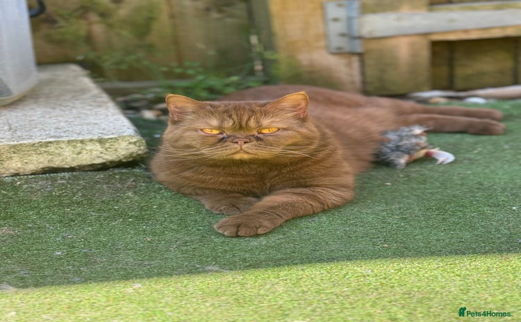 British Shorthair cats - Advert 7