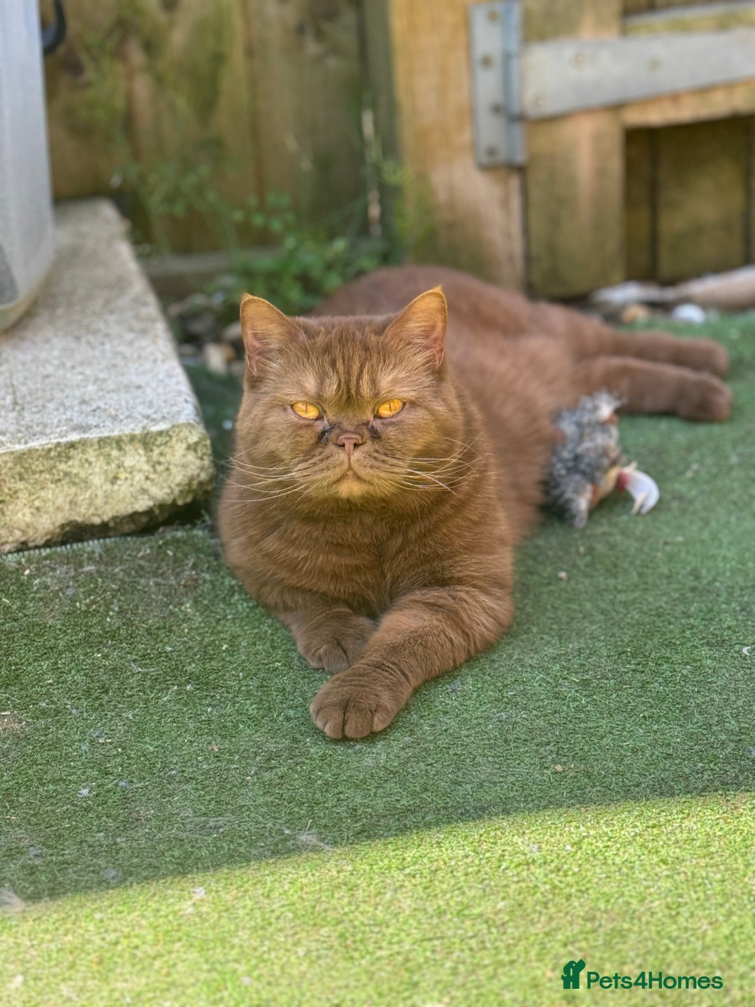 British Shorthair cats for sale: Beautiful GCCF cinnamon girl  - Image 1