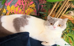 British Shorthair cats for sale: Pure British shorthair Champion line 😻🥇🏆 - Image 6