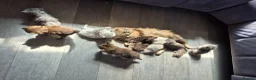 Siberian cats for sale: Stunning siberians/Neva masquerade babies  - Advert 6