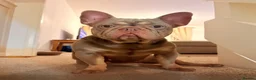 French Bulldog dogs for sale: Beautiful french bulldogs  - Advert 2