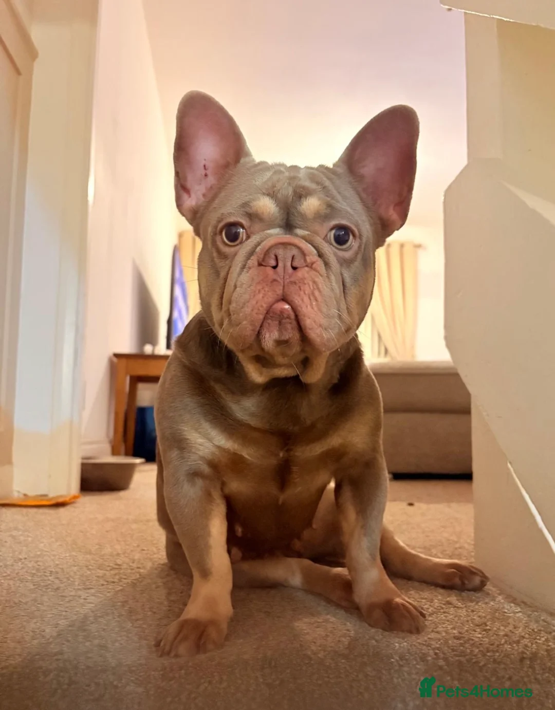 French Bulldog dogs for sale: Beautiful french bulldogs  - Advert 2